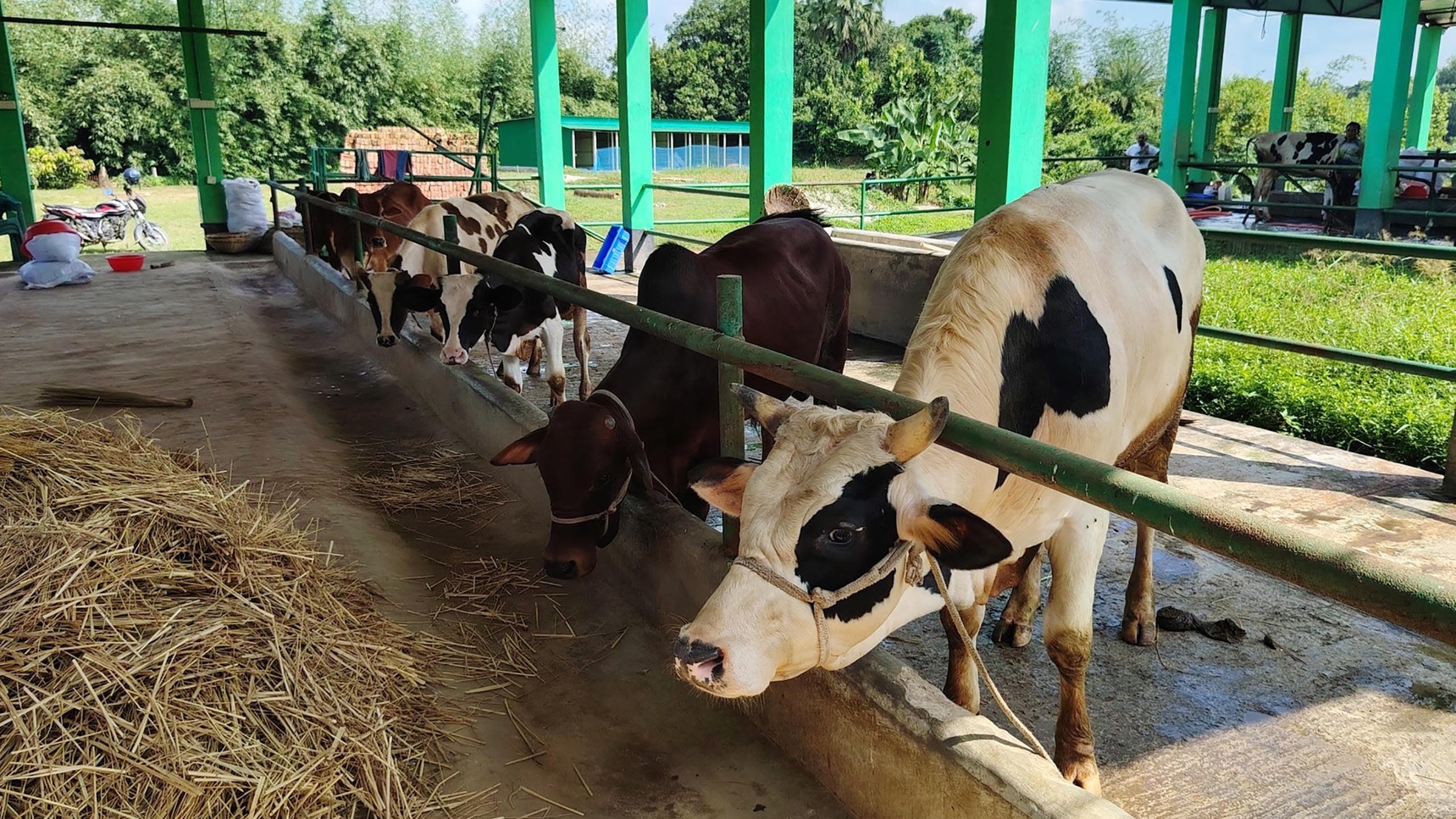 Cattle & Dairy Nutrition