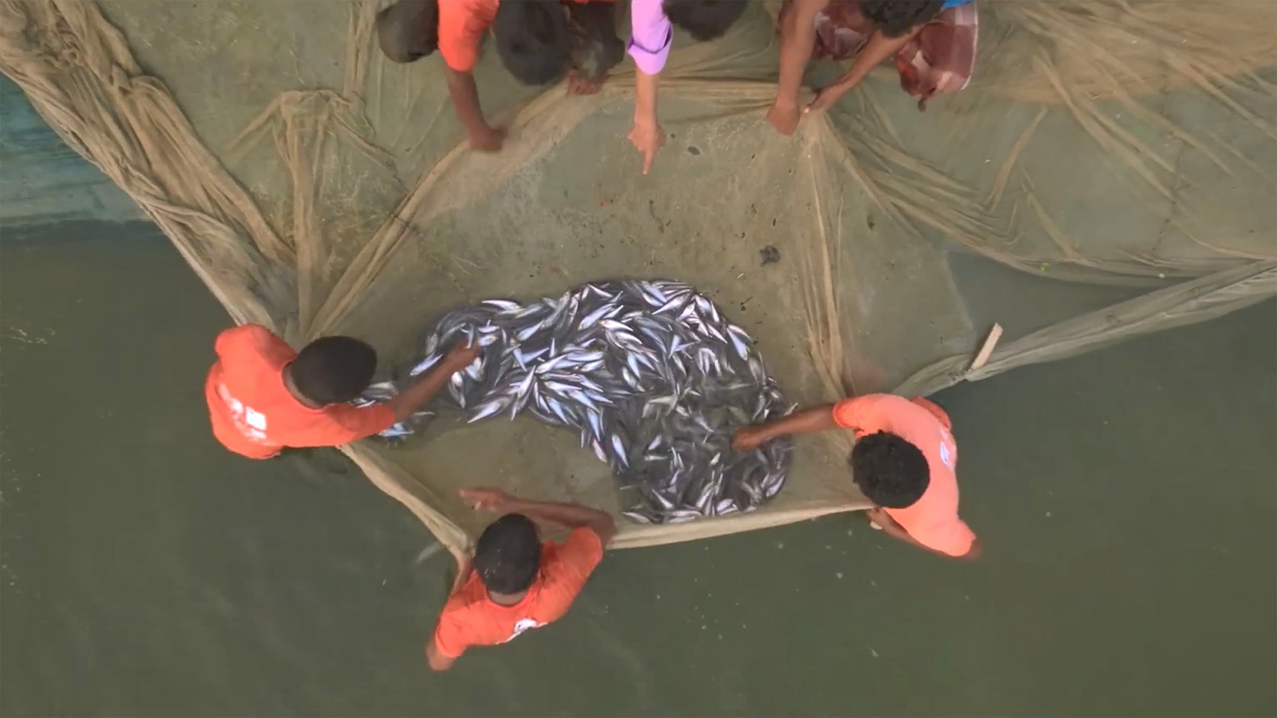 Aquaculture (Fish Feed)