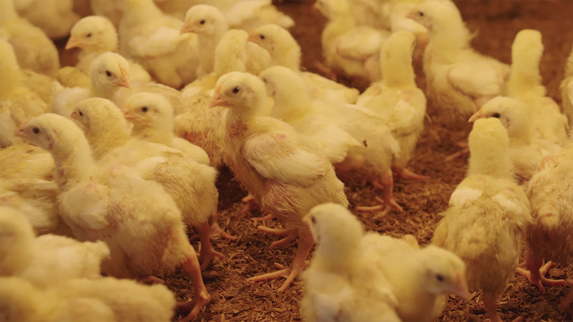 Poultry (DOC & Feed)